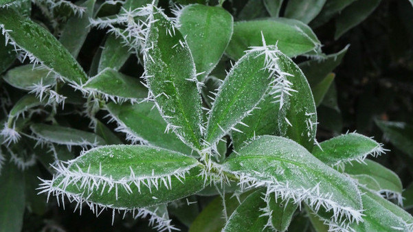 Frostschden am Olivenbaum: Mit diesen Manahmen kannst du das Gehlz  retten - Utopia.de