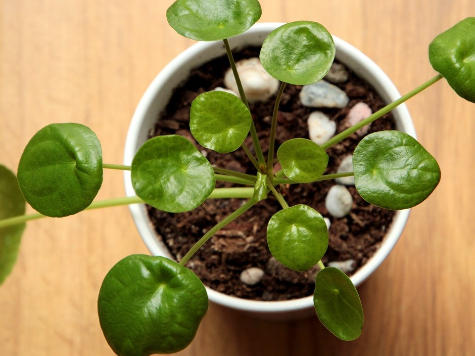 Pilea: Wie du die Ufofplanze pflegst, anbaust und vermehrst - Utopia.de