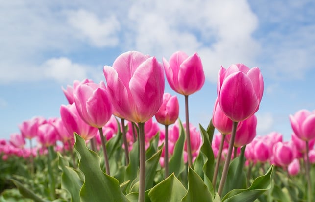 tulpen-moegen-bienen-nicht-besonders-cc0-pixabay-skitterphoto-200528_download Tulpen mögen Bienen nicht besonders.