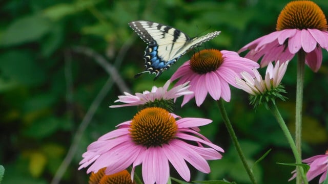 pflanzen-die-du-nicht-im-herbst-zurueckschneiden-s-cc0--unsplash--lynn-perkins-251004 Pflanzen, die du nicht im Herbst zurückschneiden solltest
