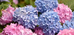 hortensie düngen