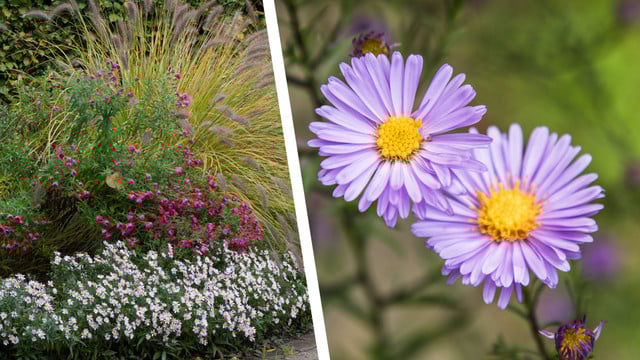 Blütenpracht bis tief in den Oktober: Mit diesen Pflanzen ist dein Garten auch im Herbst bunt Blühender Garten im Herbst