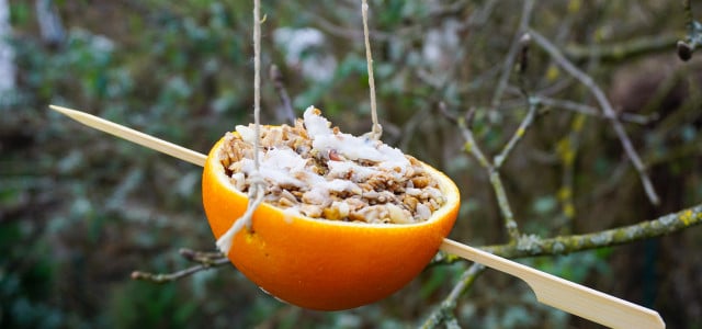 vogelfutter in orangenschalen