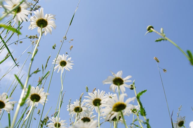 lange-schoenwetterperioden-treiben-den-ozonwert-akt-cc0-pixabay-kathas_fotos-230625_download Lange Schönwetterperioden treiben den Ozonwert aktuell in die Höhe.
