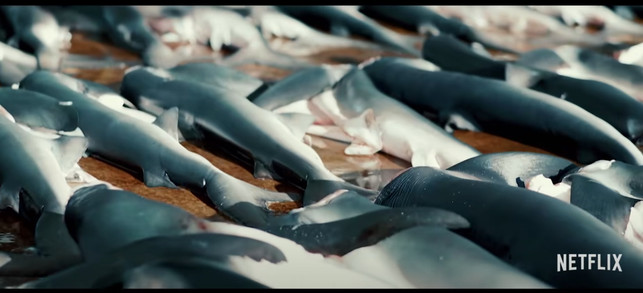 menschen-sind-auf-das-oekosystem-meer-angewiesen-screenshot-youtubenetflix-210401_download Seaspiracy zeigt: Menschen sind auf das Ökosystem Meer angewiesen.