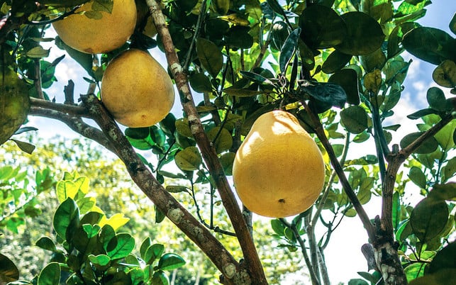 pampelmusen-stammen-aus-suedostasien-cc0-public-domain-unsplash-phoenix-han-190919_download Pampelmusen stammen aus Südostasien.