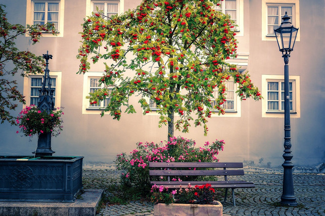 eine-bepflanzte-baumscheibe-sieht-schoen-aus-und-tu-cc0-pixabay-fietzfotos-211025_download Eine bepflanzte Baumscheibe sieht schön aus und tut dem Baum gut.