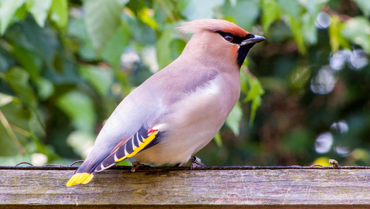 pestvogel-cc0--pixabay--mandrillart-260209 Pestvogel