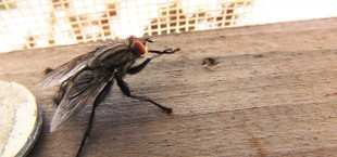 Fliegen vertreiben