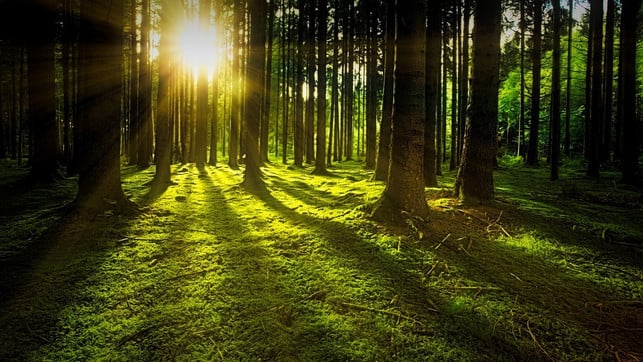 im-wald-sind-baeume-ueber-ein-unterirdisches-netz-mi-cc0-pixabay-jplenio-230809_download Im Wald sind Bäume über ein unterirdisches Netz miteinander verbunden, über das sie "Nachrichten" senden.