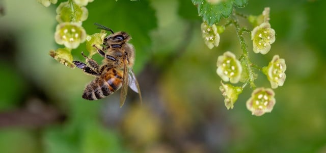 Bienenfreundliche Sträucher