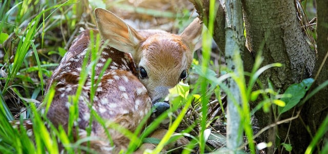 Ist Bambi ein Reh oder ein Hirsch?