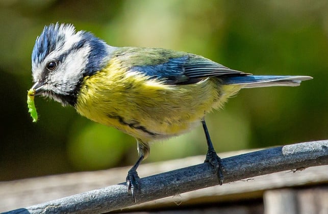 kohlweissling-bekaempfen-manche-vogelarten-fressen-cc0-pixabay-theotherkev-211127_download Kohlweißling bekämpfen: Manche Vogelarten fressen die Raupen.