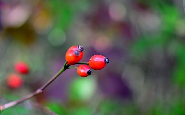 hagebuttenpulver-solltest-du-vor-licht-und-feuchti-cc0-pixabay-jggrz-231218_download Hagebuttenpulver solltest du vor Licht und Feuchtigkeit geschützt lagern.