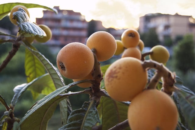 Die Früchte des Mispelbaums lassen sich zu Marmelade und Mus verarbeiten.