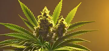Hanf anbauen Cannabis zu Hause legal pflanzen Utopia.de