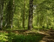 Grüne Erde Tischlerhandwerk Holz Wald Moebel