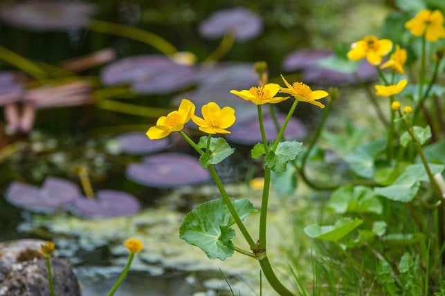 naehrstoffhaltiges-teichwasser-genuegt-der-sumpfdott-cc0-pixabay-maxmann-190822_download Nährstoffhaltiges Teichwasser genügt der Sumpfdotterblume als natürlicher Dünger.