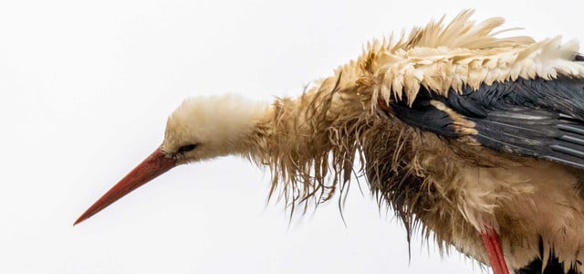 Hochwasser: Tragische Folgen für Vogelküken - und andere Jungtiere