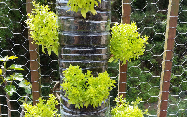 balkon-gemuese-salatbaum-pb-cc0_Luisgopa-210125-1280x800 Salatbaum