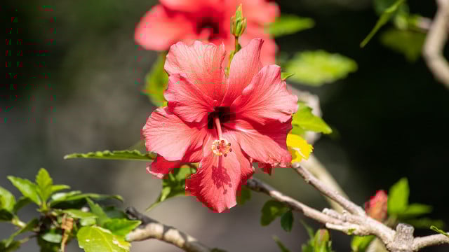 hibiskus-ueberwintern-cc0-pixabay-minka2507-191011 hibiskus überwintern