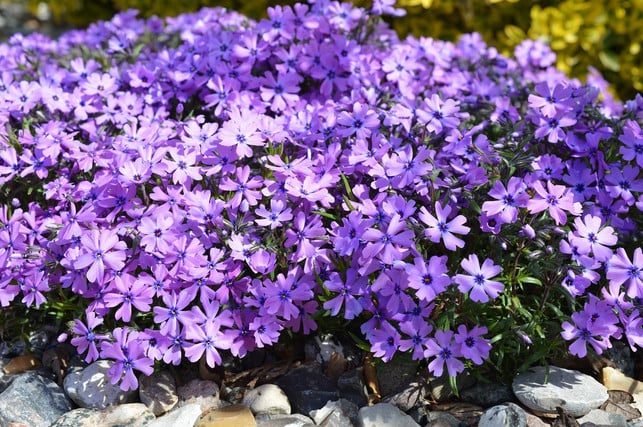 teppich-phlox-ist-ein-beliebter-bodendecker-cc0-pixabay-neelam279-241018_download Teppich-Phlox ist ein beliebter Bodendecker.