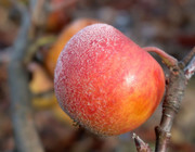 Winterapfel Obst Baum Frost