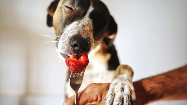 hund-obst-gemuese-erlaubt-u-ewien-van-bergeijk-kwant-230611-1280x720 Hunde lieben Erdbeeren – und dürfen sie zum Glück auch unbesorgt naschen.