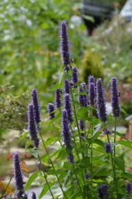 bienen-lieben-den-geruch-der-duftnessel-cc0-pixabay-mrupprechter-190930_download Bienen lieben den Geruch der Duftnessel.