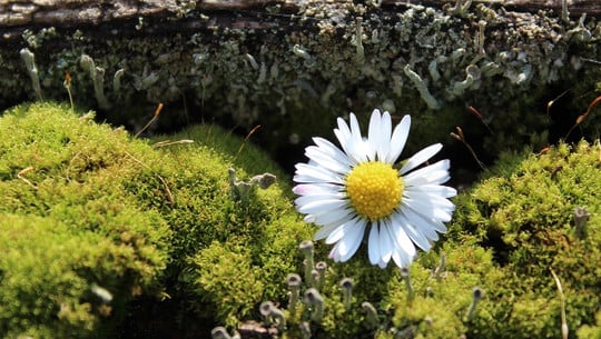 moos-konservieren-moos-haltbar-machen-cc0-pixabay-tantetati-221014 moos konservieren moos haltbar machen