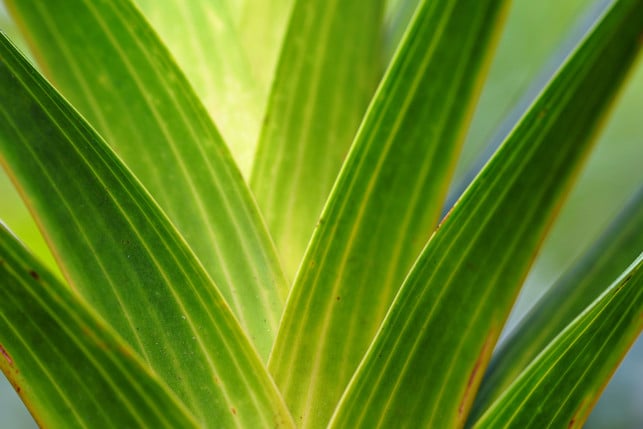 auch-die-schusterpalme-mag-es-kuehl-cc0-pixabay-ignartonosbg-250326_download Auch die Schusterpalme mag es kühl.