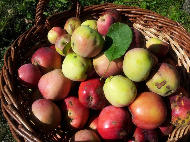 auf-streuobstwiesen-wachsen-oft-alte-obstsorten-d-cc0-pixabay-bajarita-220609_download Auf Streuobstwiesen wachsen oft alte Obstsorten, die die Sortenvielfalt bewahren.