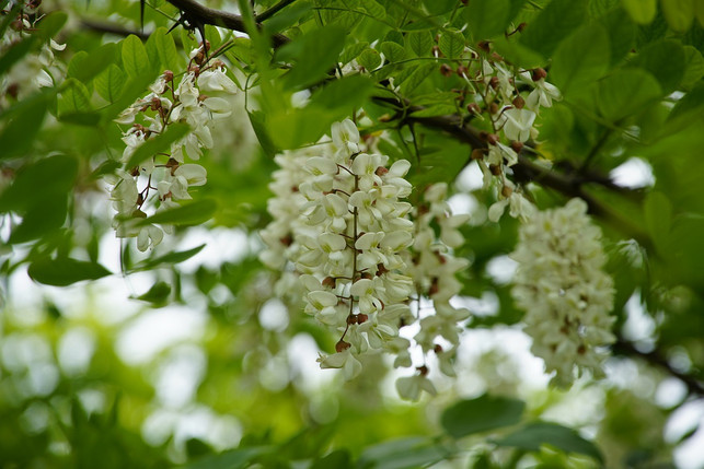 die-robinie-ist-der-baum-des-jahres-2020-cc0-pixabay-jhenning-200724_download Die Robinie ist der Baum des Jahres 2020.