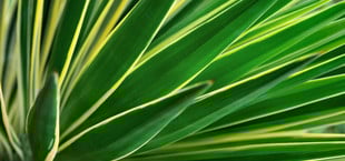 yucca palme pflegen