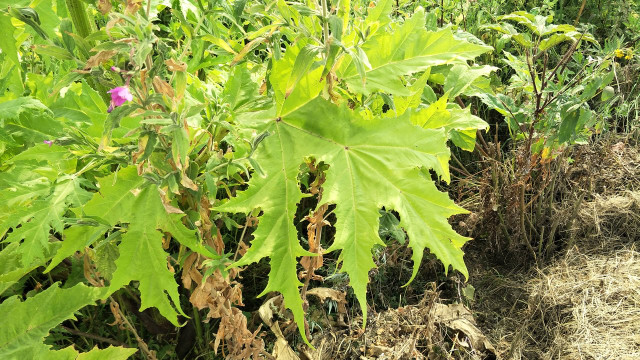 The giant hogweed has jagged leaves that are poisonous.