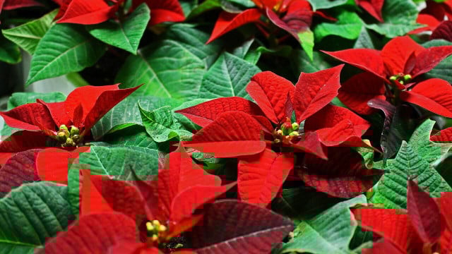 weihnachten-pflanzen-giftig-cc0-pixabay-kriemer-211229 weihnachten pflanzen giftig