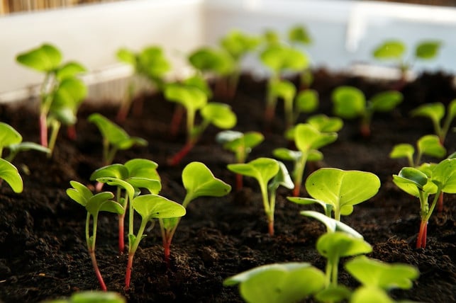 radieschen-vorziehen-gelingt-ohne-viel-aufwand-auf-cc0-pixabay-gartengoere-240201_download Radieschen vorziehen gelingt ohne viel Aufwand auf der Fensterbank.