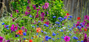 Blumenwiese Anlegen Und Pflegen: Anleitung Und Tipps - Utopia.de