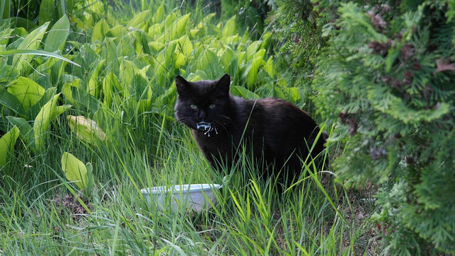 katzen-ernaehren-sich-auch-in-freier-wildbahn-nicht-cc0-pixabay-ritae-180810_download Katzen ernähren sich auch in freier Wildbahn nicht ausschließlich von Fleisch.