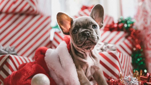 weihnachten-tiere-verschenken-us-Jakob-Owens-201117-1280x720 Tiere sind nur ganz bedingt ein Weihnachtsgeschenk.