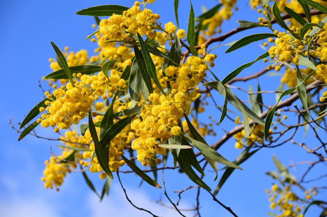 die-silberakazie-ist-genau-genommen-keine-mimose-cc0-pixabay-ulleo-200430_download Die Silberakazie ist genau genommen keine Mimose.