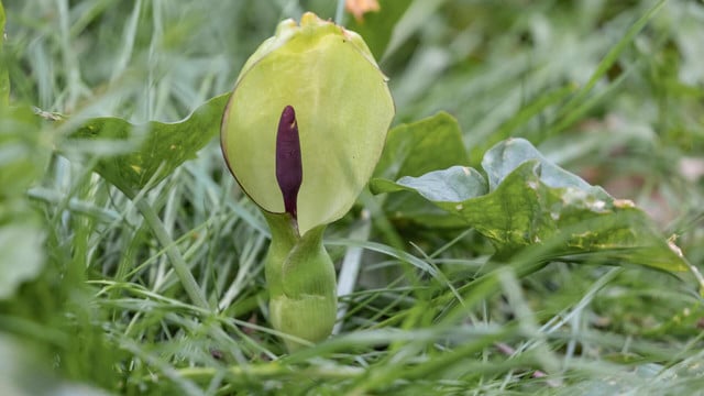 aronstab-cc0--pixabay--theotherkev-250811 Aronstab