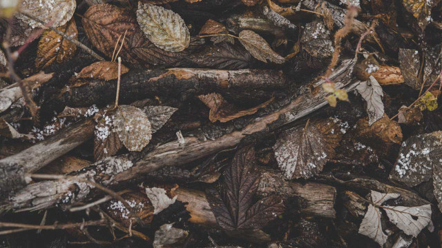 Holz aus dem Wald holen: Warum das böse enden kann Holz aus dem Wald holen: Warum das böse enden kann