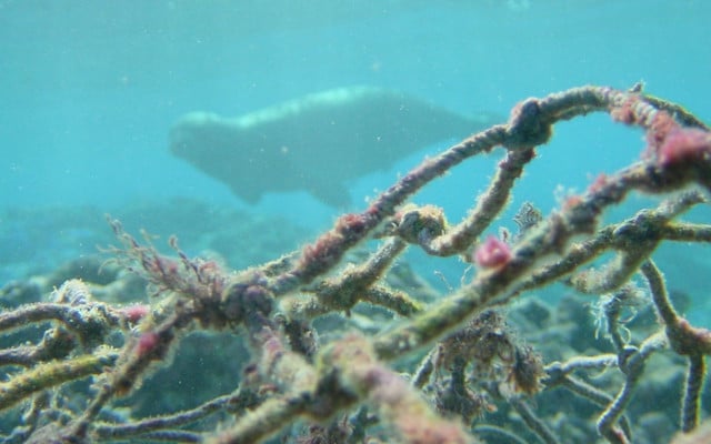 150721-plastikmuell-meer-netze-y_NOAAs_Marine_Debris_Program_1280x600 Über Bord geworfene Fischernetze gefährden viele Meereslebewesen.