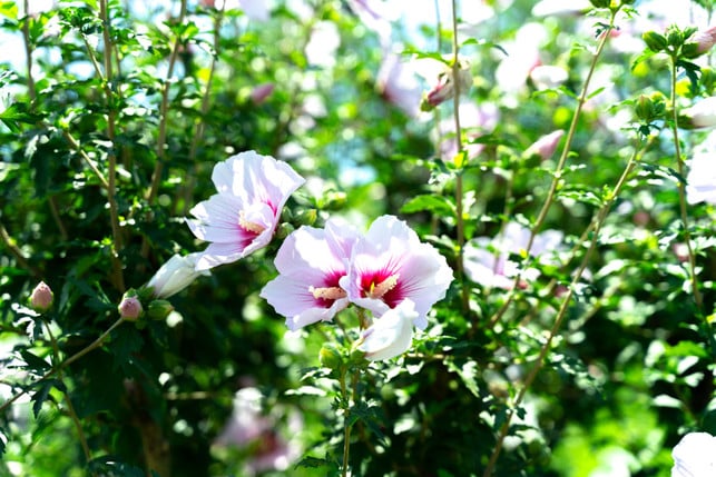 nach-dem-winter-ist-der-ideale-zeitpunkt-gekommen-cc0--pixabay--gaum_eee-250921_download Nach dem Winter ist der ideale Zeitpunkt gekommen, um deinen Hibiskus zu schneiden.