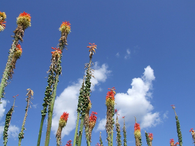 fackellilien-sind-hohe-staudenpflanzen-cc0-pixabay-bewildlife-201027_download Fackellilien sind hohe Staudenpflanzen.