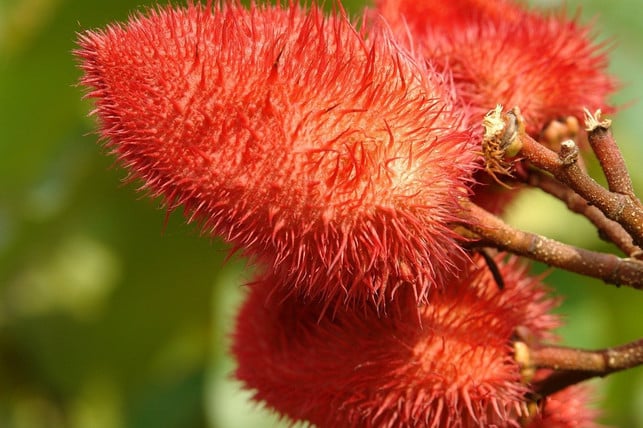 achiote-samen-sorgen-fuer-leuchtende-farben-cc0-pixabay-tongo-200321_download Achiote-Samen sorgen für leuchtende Farben.