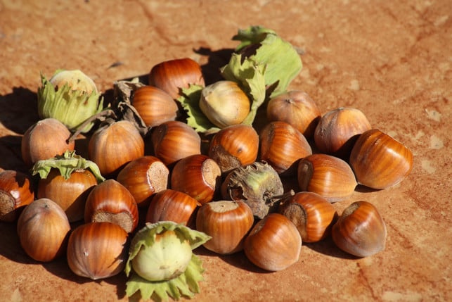 haselnuesse-erhalten-durchs-roesten-noch-mehr-aroma-cc0--pixabay--_alicja_-251019_download Haselnüsse erhalten durchs Rösten noch mehr Aroma.