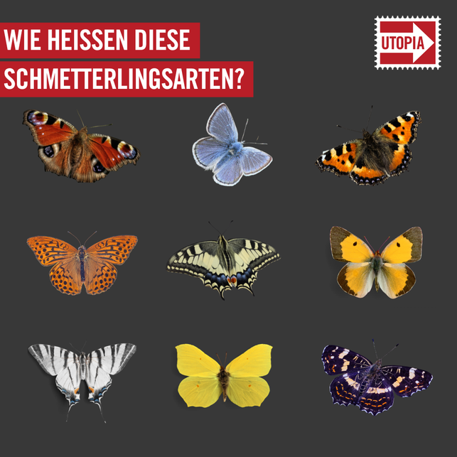 erkennst-du-alle-schmetterlinge-utopia-230906_download Erkennst du alle Schmetterlinge?