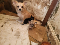 2022-10-16-Welpenhandel-Ungarn-08-c-PETA-D Der Tierrechtsorganisation Peta wurden Bilder von Hundezuchten in Ungarn zugespielt.